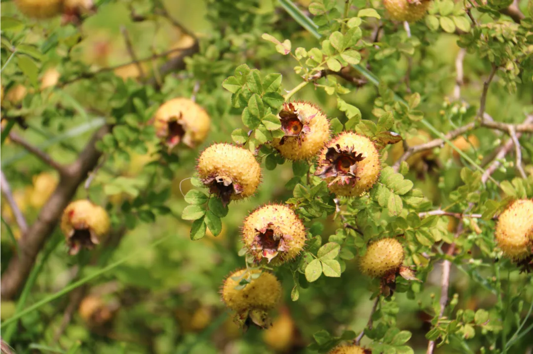 “貴滋寶”今天開(kāi)業(yè)！就(jiù)在七星關…